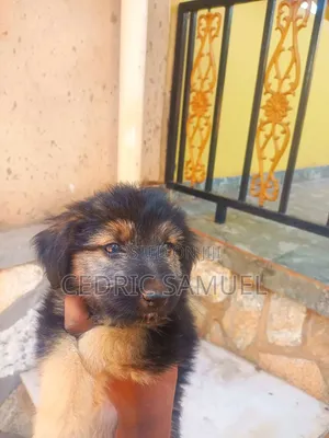 1-3 months Male Purebred German Shepherd