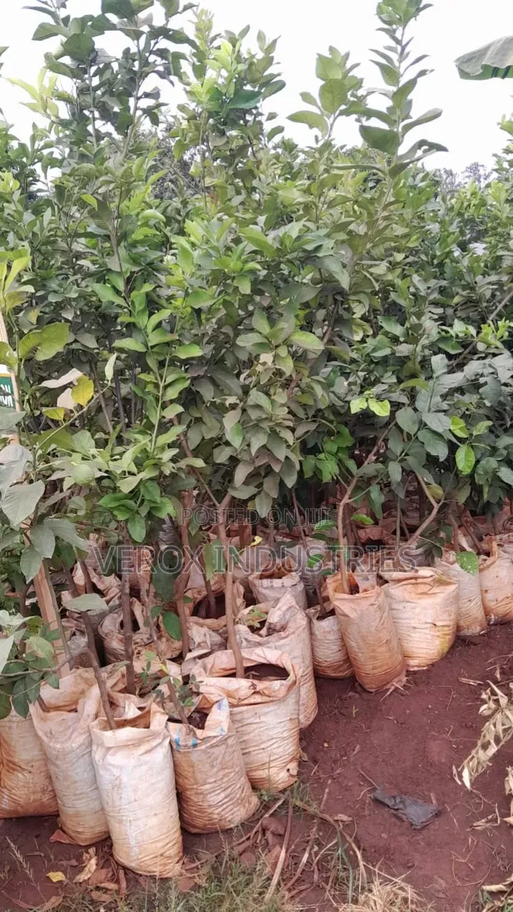 Macadamia Seedlings