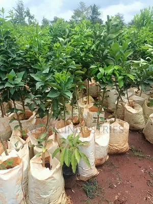 Dates Seedlings
