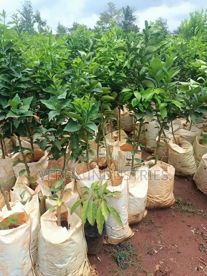Dates Seedlings