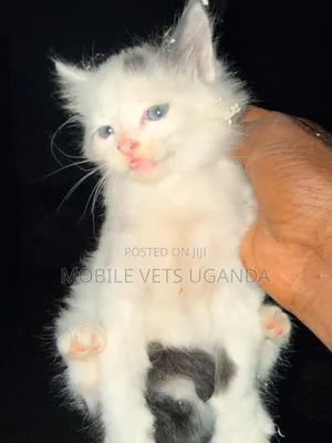 0-1 month Female Purebred Exotic