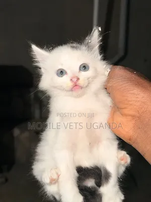 0-1 month Male Purebred Sphynx