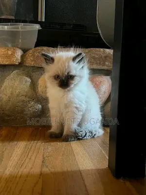 0-1 month Male Purebred Ragdoll