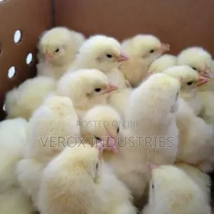 Kuroilers ( Day 1 Chicks )