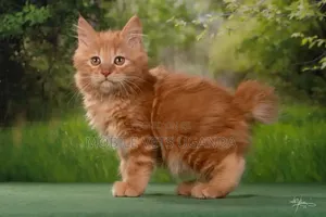 1-3 months Male Purebred Maine Coon