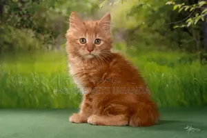 0-1 month Female Purebred Maine Coon