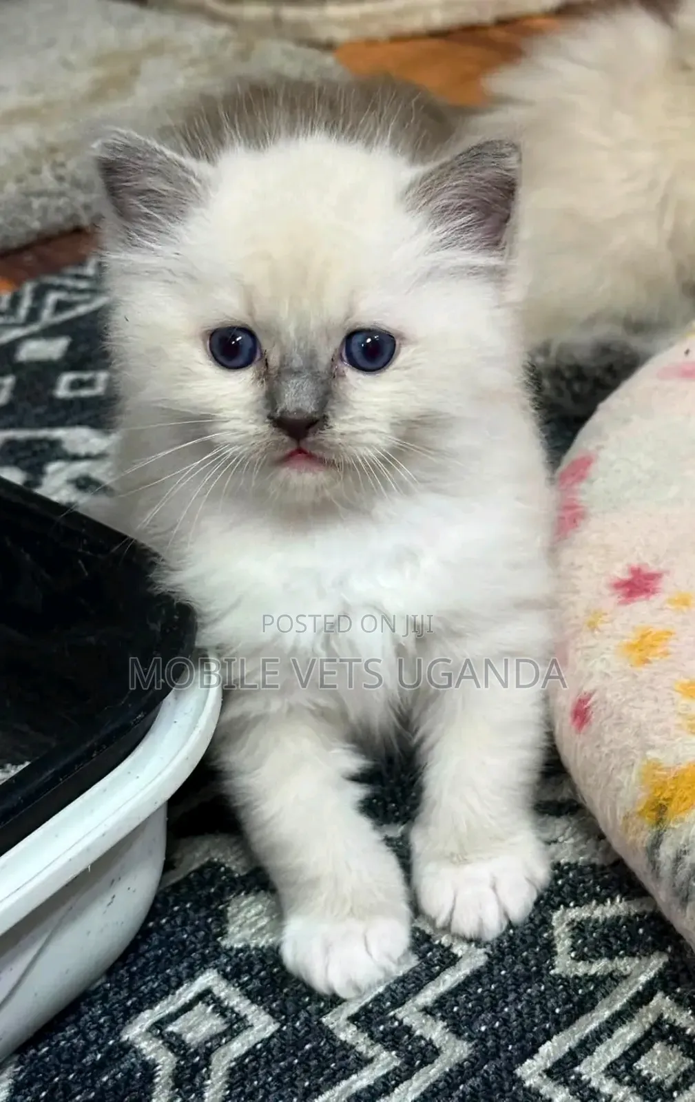 1-3 months Male Purebred Ragdoll