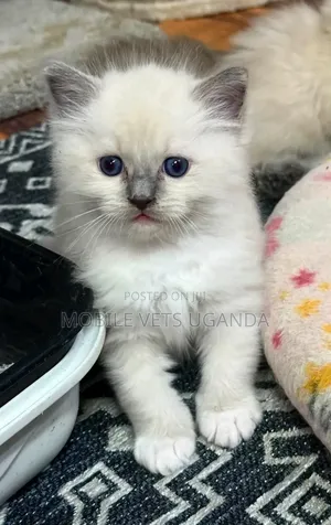 1-3 months Male Purebred Ragdoll