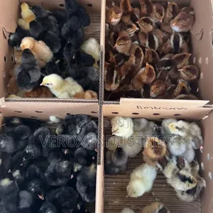 Local Chicks ( Day 1 Chicks )
