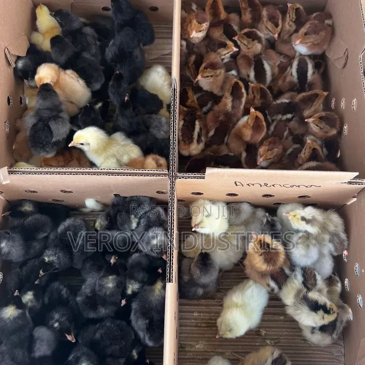 Local Chicks ( Day 1 Chicks )