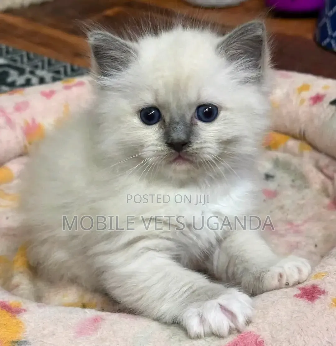 1-3 months Female Purebred Ragdoll