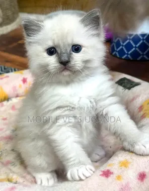 1-3 months Female Purebred Ragdoll