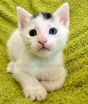 1-3 months Male Purebred Exotic