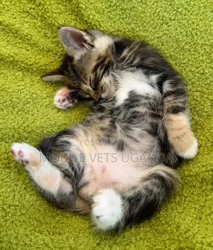0-1 month Male Purebred American Bobtail