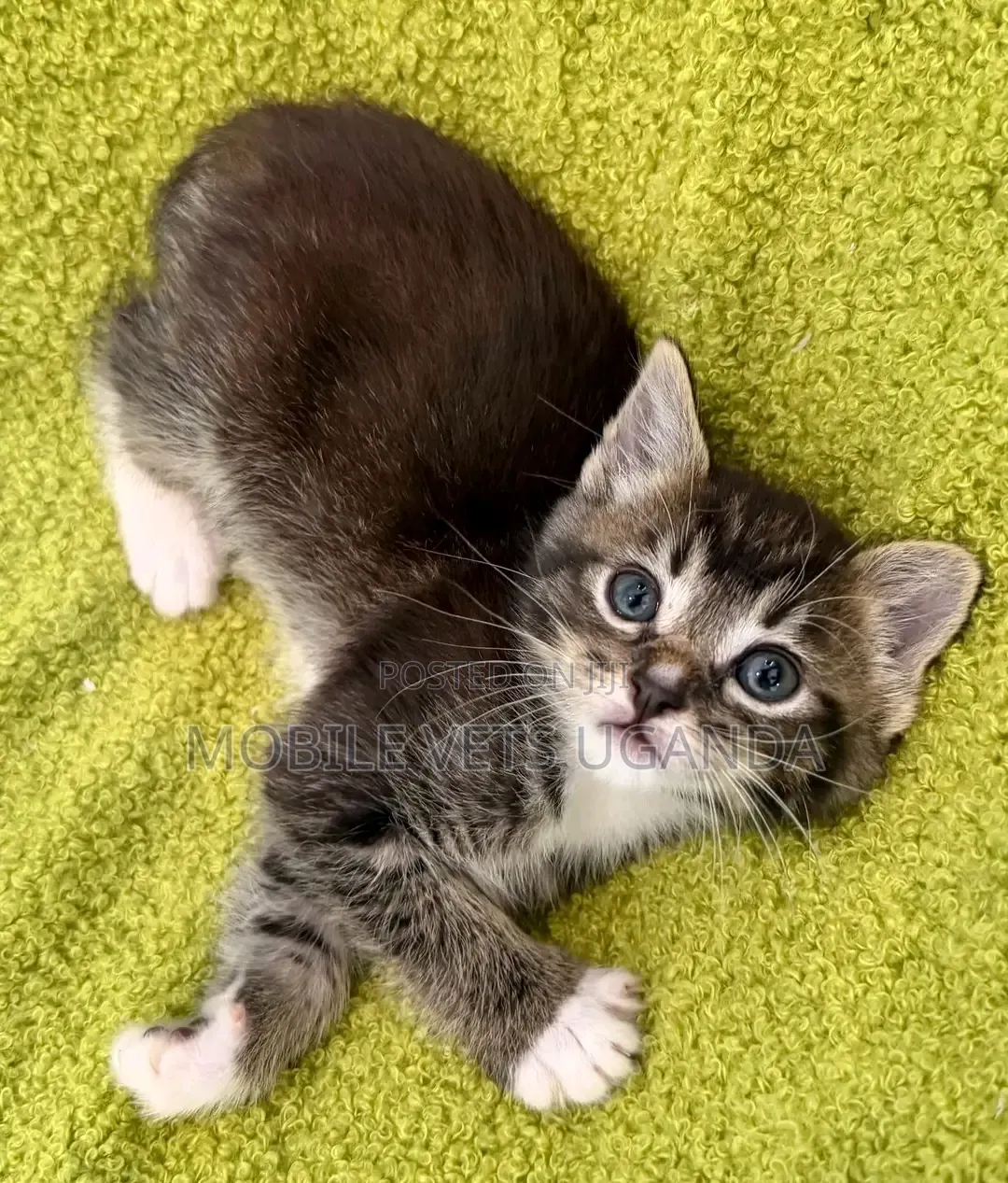 1-3 months Female Purebred Maine Coon