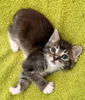 1-3 months Female Purebred Maine Coon