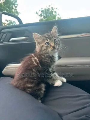1-3 months Male Purebred Maine Coon