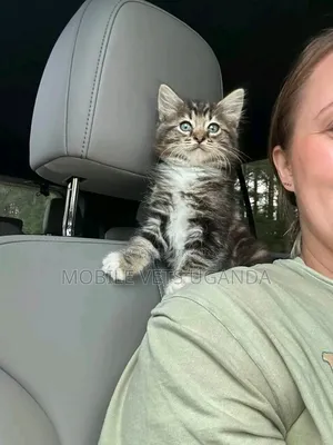 3-6 months Female Purebred Maine Coon