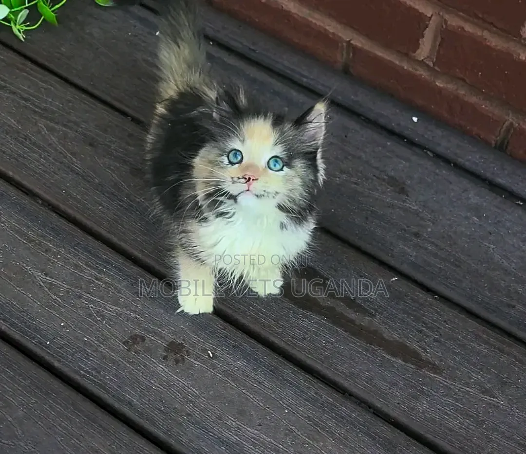 1-3 months Female Purebred Bombay