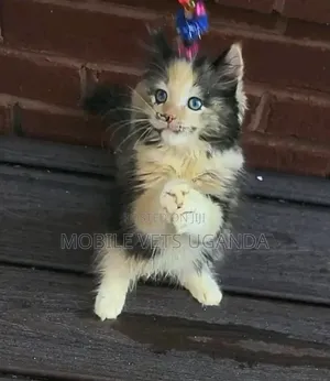1-3 months Male Purebred American Bobtail