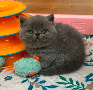 0-1 month Male Purebred Bombay