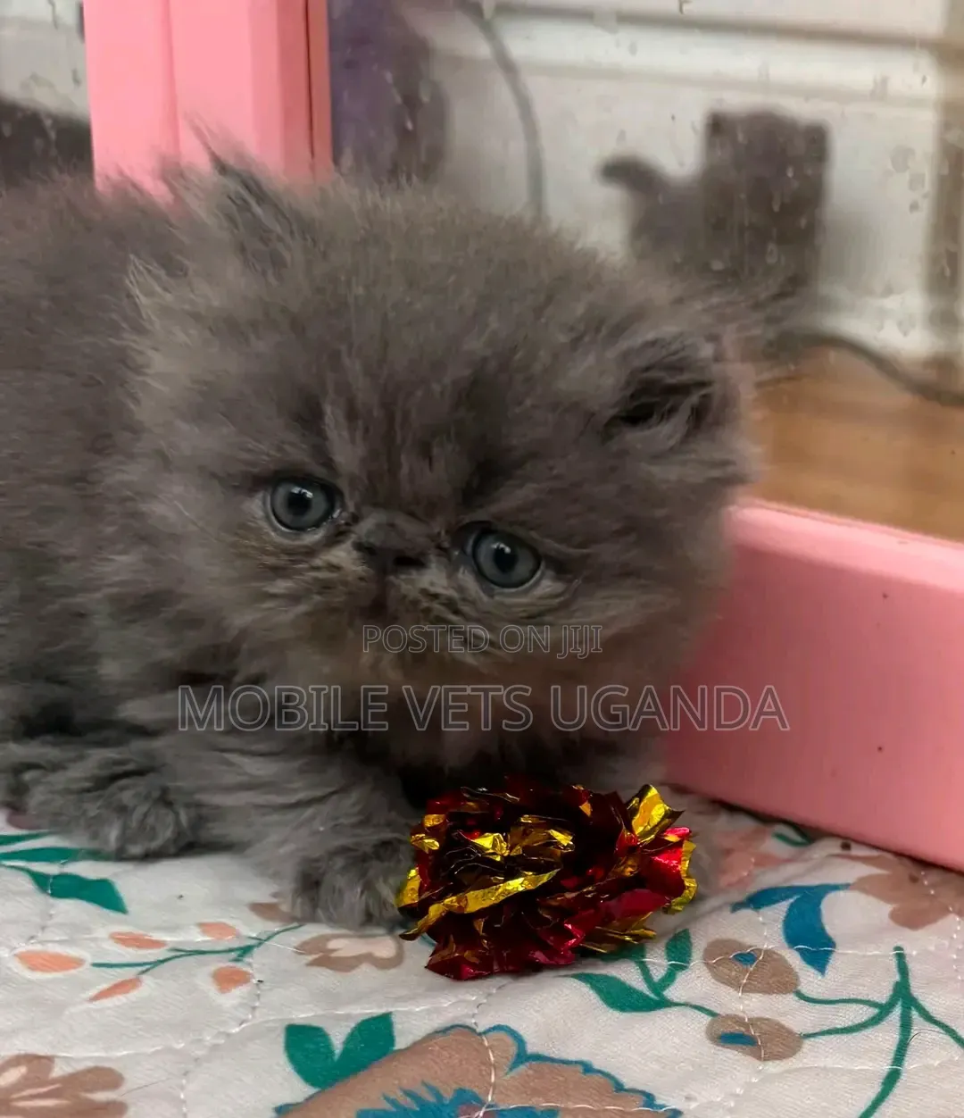 1-3 months Female Purebred Persian