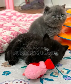1-3 months Female Purebred Persian