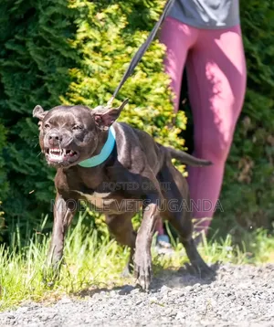 6-12 months Male Purebred American Pit Bull Terrier