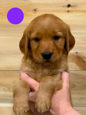 1-3 months Male Purebred Golden Retriever