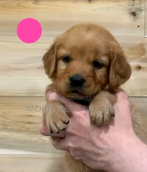 0-1 month Male Purebred Golden Retriever