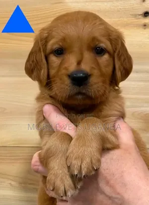 3-6 months Female Purebred Golden Retriever