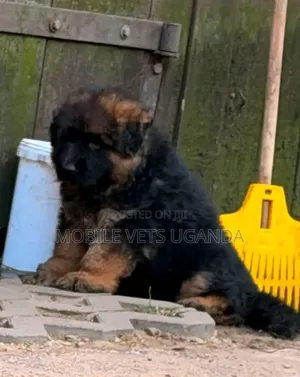 0-1 month Male Purebred German Shepherd