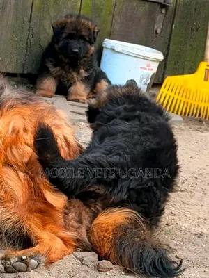 0-1 month Female Purebred German Shepherd