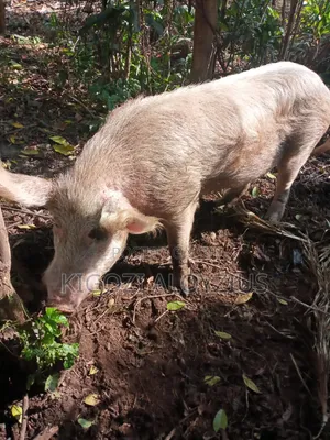 Male Pig for Bleeding
