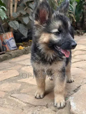 1-3 months Female Purebred German Shepherd