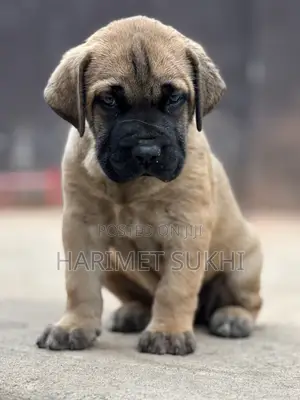 1-3 months Male Purebred Boerboel