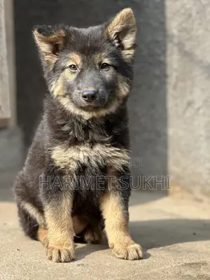 1-3 months Male Purebred German Shepherd