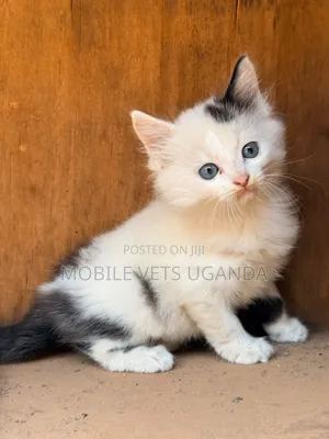 1-3 months Male Purebred Bombay
