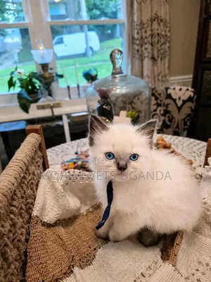 1-3 months Female Purebred Ragdoll