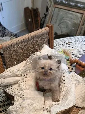 0-1 month Male Purebred Ragdoll