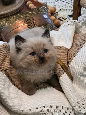 3-6 months Female Purebred Ragdoll