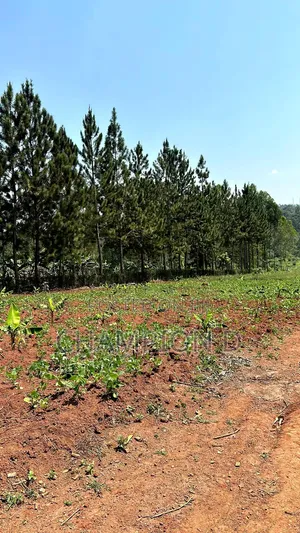 Kisoga Estate Up for Sale