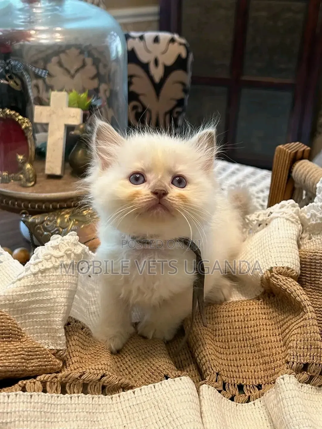 1-3 months Female Purebred Ragdoll