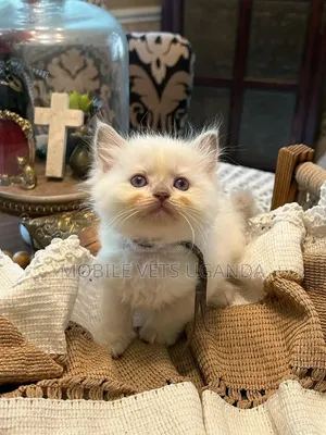 1-3 months Female Purebred Ragdoll