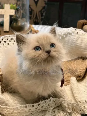 1-3 months Female Purebred Ragdoll