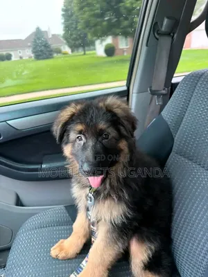 3-6 months Female Purebred German Shepherd