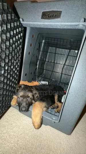 1-3 months Male Purebred German Shepherd