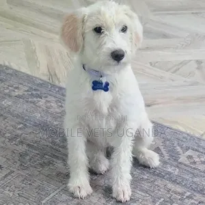 3-6 months Female Purebred Maltese