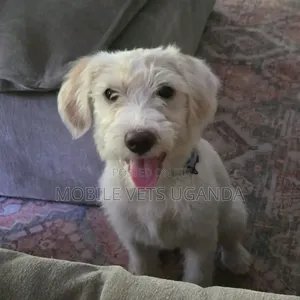 1-3 months Male Purebred Maltese