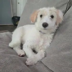 3-6 months Female Purebred Maltese